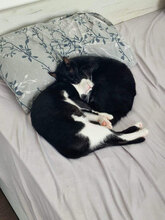 OREO, Katze, Hauskatze in Bulgarien - Bild 9