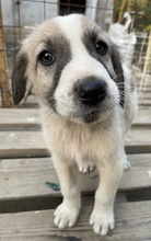 CARLO, Hund, Mischlingshund in Griechenland - Bild 10