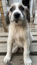 CARLO, Hund, Mischlingshund in Griechenland - Bild 11