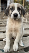 CARLO, Hund, Mischlingshund in Griechenland - Bild 3