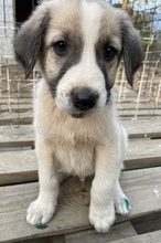 CARLO, Hund, Mischlingshund in Griechenland - Bild 4