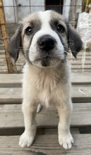 CARLO, Hund, Mischlingshund in Griechenland - Bild 6