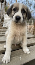 CARLO, Hund, Mischlingshund in Griechenland - Bild 7