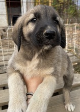 COSY, Hund, Mischlingshund in Griechenland - Bild 2