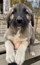 COSY, Hund, Mischlingshund in Griechenland - Bild 3