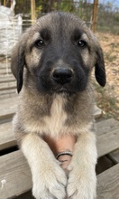 COSY, Hund, Mischlingshund in Griechenland - Bild 4