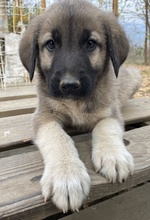 COSY, Hund, Mischlingshund in Griechenland - Bild 8