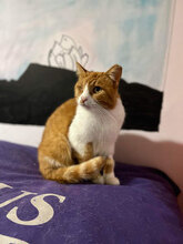 ELIA, Katze, Hauskatze in Bulgarien - Bild 3