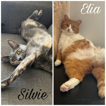 ELIA, Katze, Hauskatze in Bulgarien - Bild 7