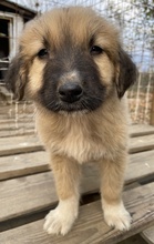 GOKU, Hund, Mischlingshund in Griechenland - Bild 10