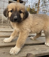 GOKU, Hund, Mischlingshund in Griechenland - Bild 3