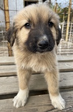 GOKU, Hund, Mischlingshund in Griechenland - Bild 5