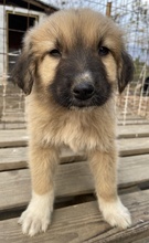 GOKU, Hund, Mischlingshund in Griechenland - Bild 6