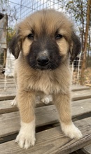 GOKU, Hund, Mischlingshund in Griechenland - Bild 7