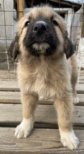 GOKU, Hund, Mischlingshund in Griechenland - Bild 8