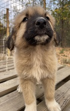 GOKU, Hund, Mischlingshund in Griechenland - Bild 9