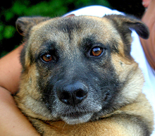 ADELO, Hund, Deutscher Schäferhund-Mix in Slowakische Republik - Bild 1