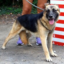 ADELO, Hund, Deutscher Schäferhund-Mix in Slowakische Republik - Bild 4