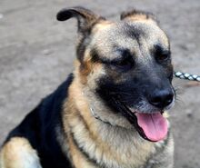 ADELO, Hund, Deutscher Schäferhund-Mix in Slowakische Republik - Bild 6