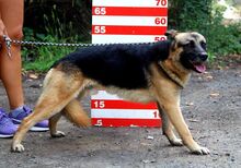 ADELO, Hund, Deutscher Schäferhund-Mix in Slowakische Republik - Bild 7