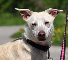LU, Hund, Mischlingshund in Slowakische Republik - Bild 1