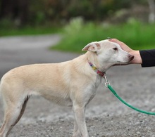 LU, Hund, Mischlingshund in Slowakische Republik - Bild 10