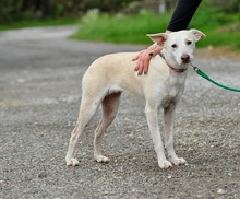 LU, Hund, Mischlingshund in Slowakische Republik - Bild 11