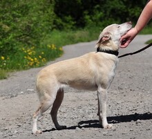 LU, Hund, Mischlingshund in Slowakische Republik - Bild 12
