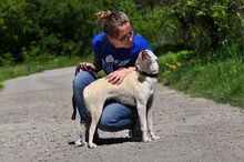 LU, Hund, Mischlingshund in Slowakische Republik - Bild 14