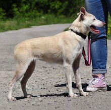 LU, Hund, Mischlingshund in Slowakische Republik - Bild 15