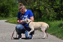 LU, Hund, Mischlingshund in Slowakische Republik - Bild 9