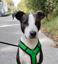 ORPHEAS, Hund, Mischlingshund in Hall In Tirol - Bild 1