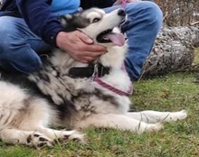 ARCI, Hund, Mischlingshund in Kroatien - Bild 12