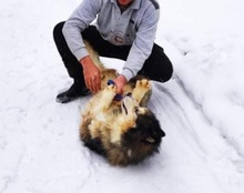 ARCI, Hund, Mischlingshund in Kroatien - Bild 13