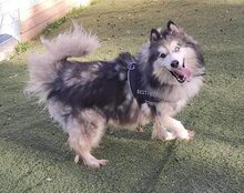 ARCI, Hund, Mischlingshund in Kroatien - Bild 3