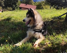 ARCI, Hund, Mischlingshund in Kroatien - Bild 6
