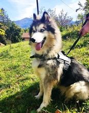 ARCI, Hund, Mischlingshund in Kroatien - Bild 9