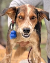 PATCH, Hund, Mischlingshund in Italien - Bild 1