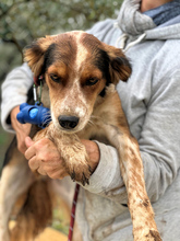 PATCH, Hund, Mischlingshund in Italien - Bild 3