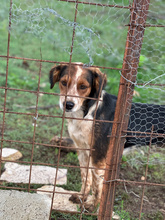 PATCH, Hund, Mischlingshund in Italien - Bild 4