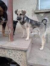 AYA, Hund, Mischlingshund in Bulgarien - Bild 5