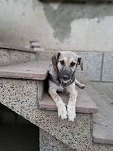 AYA, Hund, Mischlingshund in Bulgarien - Bild 6