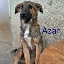 AZAR, Hund, Mischlingshund in Bulgarien