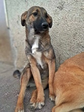 AZAR, Hund, Mischlingshund in Bulgarien - Bild 2