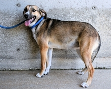 ANDREINA, Hund, Mischlingshund in Italien - Bild 10