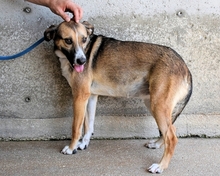 ANDREINA, Hund, Mischlingshund in Italien - Bild 12