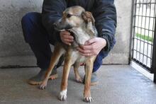 ANDREINA, Hund, Mischlingshund in Italien - Bild 14