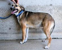 ANDREINA, Hund, Mischlingshund in Italien - Bild 6