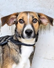 ANDREINA, Hund, Mischlingshund in Italien - Bild 9