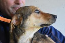 ANTONIETTA, Hund, Mischlingshund in Italien - Bild 10
